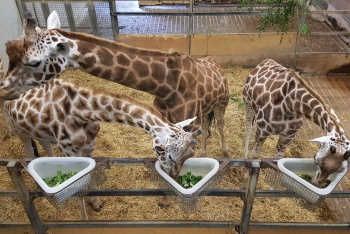 Paignton Zoo, Brixham, South Devon