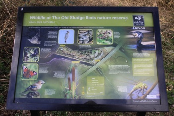 The Old Sludge Beds Nature Reserve, Exeter, South Devon