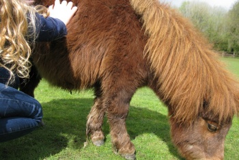 The Miniature Pony Centre, Bovey Tracey, South Devon