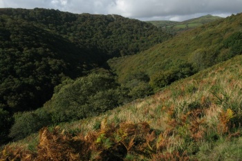 Dart Gorge, Totnes, South Devon