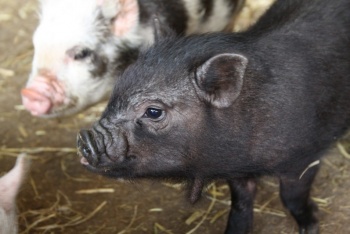 Pennywell Farm, Totnes, South Devon