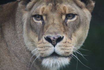 Dartmoor Zoo, Plymouth, South Devon