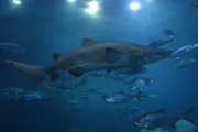 Plymouth National Marine Aquarium, Plymouth, South Devon
